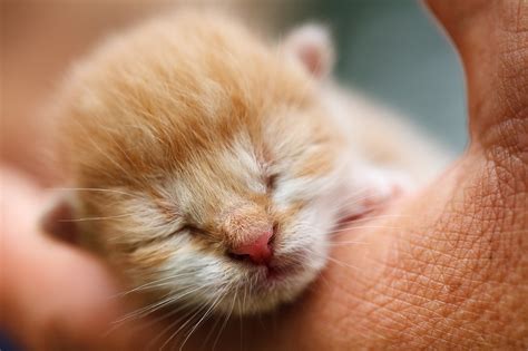 10,000+ Free Kitten & Cat Photos - Pixabay