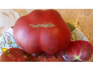 Томат Не Фиолетовая клубника (Not Purple Strawberry) - Томатный мир