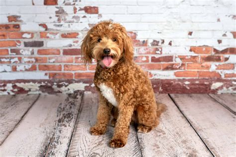 15 Things to Know About the Mini Goldendoodle