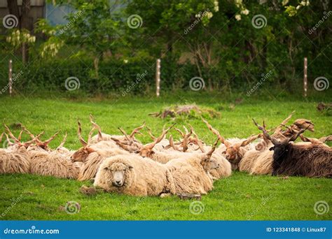 Hungarian racka sheep stock photo. Image of agribusiness - 123341848