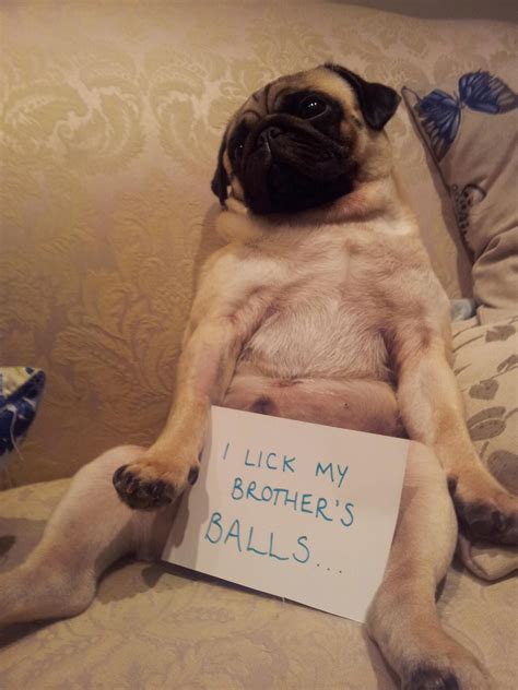 Why Is My Dog Licking His Balls A Lot at Jade Haylen blog