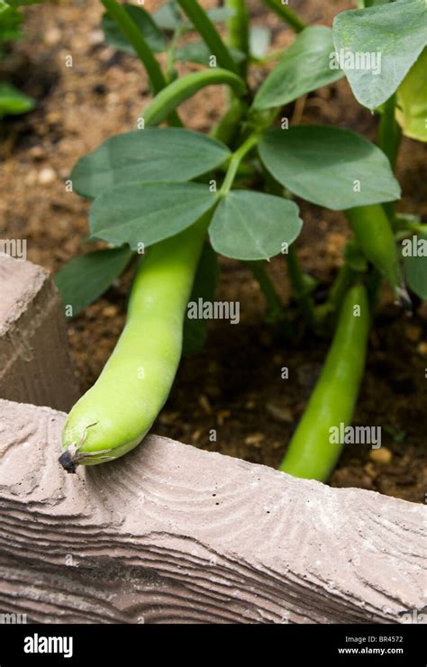 broad beans growing   raised bed ready   picked stock photo alamy