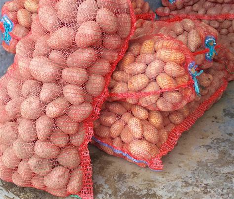 Продам Картофель крупный, картофель семенной купить в Красноярском крае ...