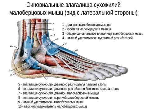 Мышцы нижней конечности - презентация онлайн