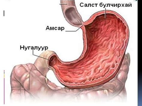 хоол боловсруулах
