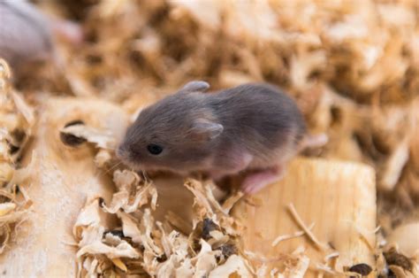 Hamster Life Cycle: Complete Visual Guide – Small Pet Family