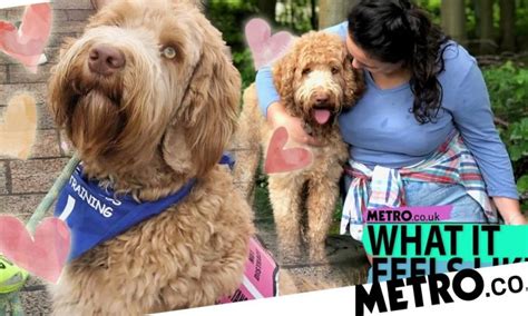 My assistance dog helps me with schizophrenia - he even stops me self ...