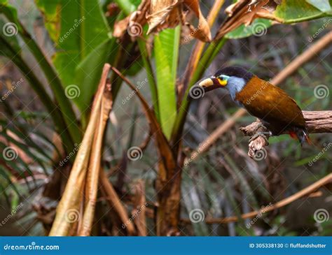 plate billed mountain toucans andigena laminirostris  colombia