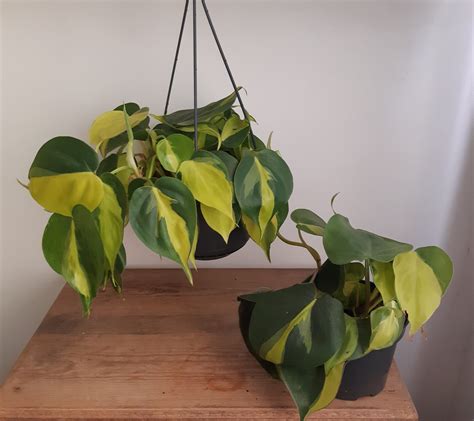 Philodendron scandens ’Brasil’ - small and green