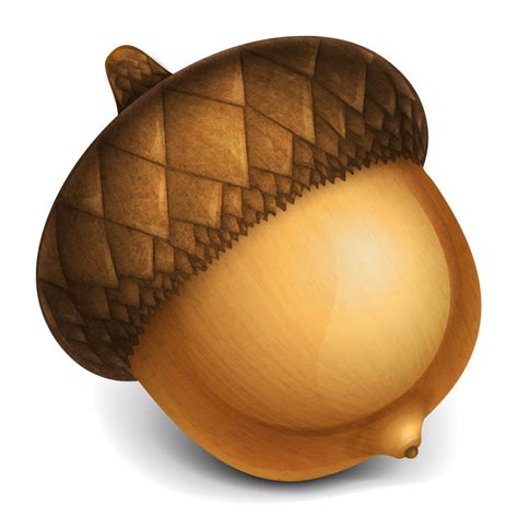 acorn  tidbits