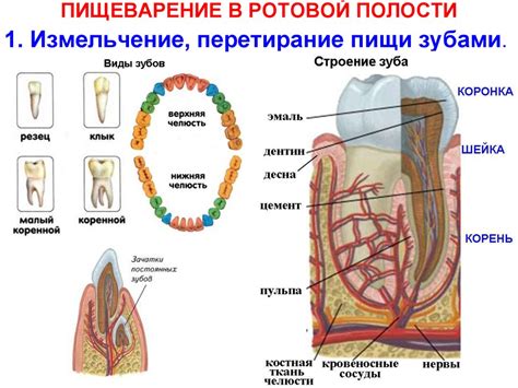 Пищеварение. Этапы пищеварения: - презентация онлайн