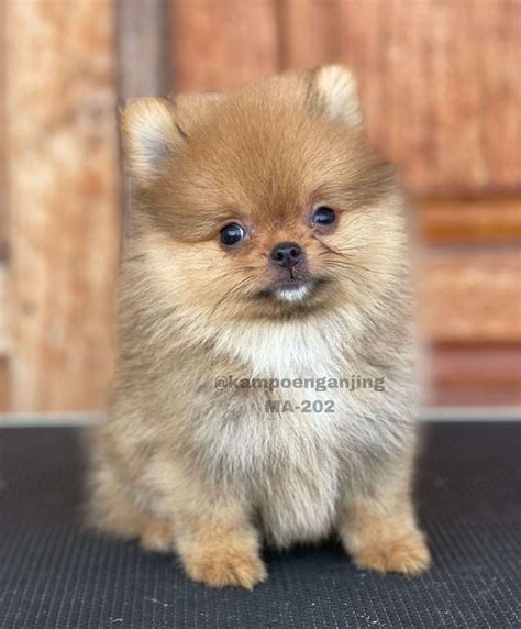 Pomeranian German Spitz - Category - Dog Society Kennel Bali
