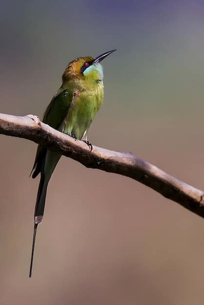 Premium Photo | Bird photography bird picture most beautiful bird ...