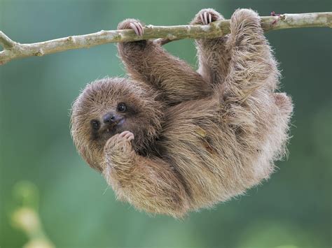 Cute Sloths In Trees