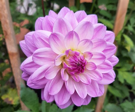 Kari Blue – Kitsap Dahlia Society