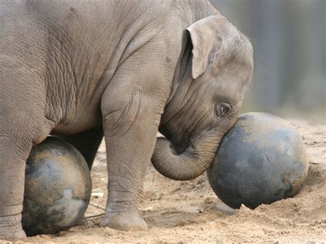 Baby Elephant Playing