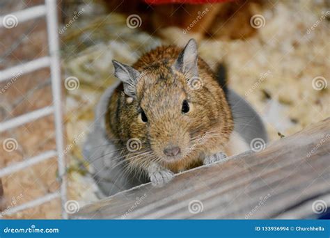 23 Dego Photos - Free & Royalty-Free Stock Photos from Dreamstime