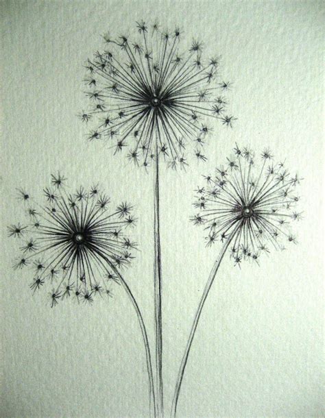 Dandelions Drawing at GetDrawings | Free download