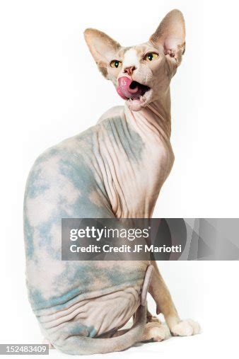 Sphynx Cat High-Res Stock Photo - Getty Images