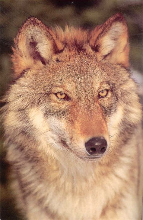allkindsofwolves