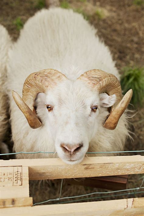 Icelandic sheep from Brooklyn Tweed | Goats, Sheep pig, Sheep face