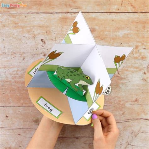 3D Frog Life Cycle Craft - Easy Peasy and Fun