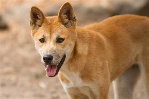 Chó Dingo Việt Nam: Giá Bán Hiện Nay, Cách Chăm Sóc Đúng
