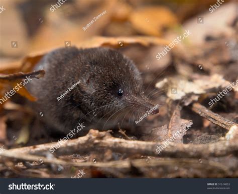 Eurasian Pygmy Shrew One Smallest Mammals Stock Photo 91614053 ...