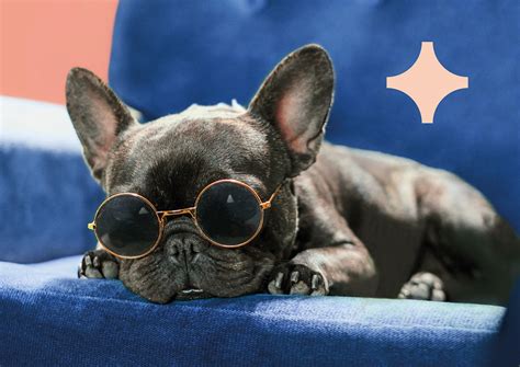 with love for pets on Behance