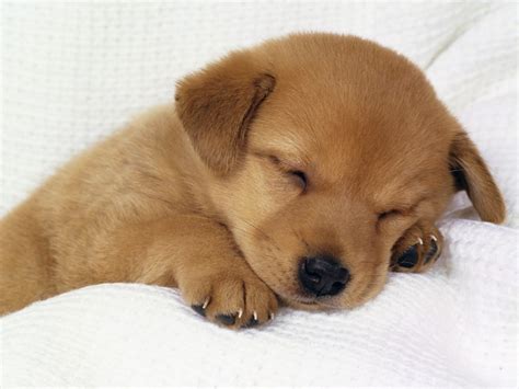 ♥ - adorable animals Photo (17700802) - Fanpop