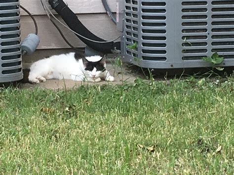 218 best Dors Feline images on Pholder | Lifelinemains, Felinebehavior