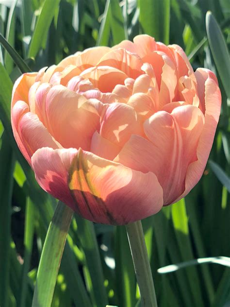 Tulpan La Belle Epoque | DutchGrown™ | Blomsterlökar från Holland