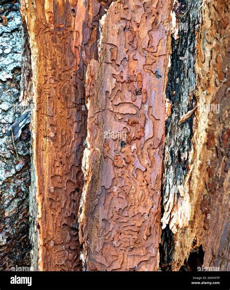 pieces  bark  bark beetle galleries   bark   conifer