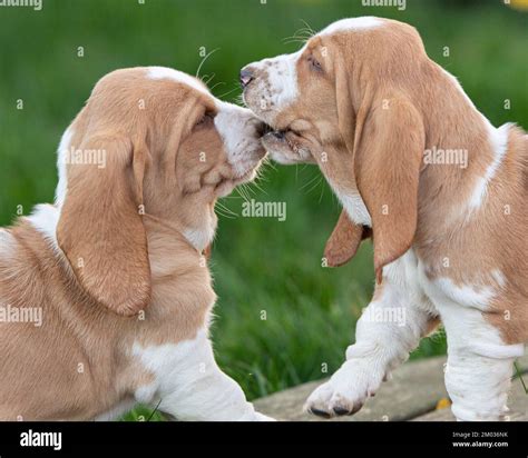basset hound puppies playing Stock Photo - Alamy