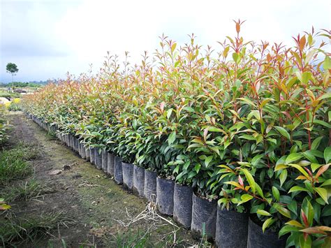 Eugenia - Plantas para cercas viva y encerramientos vivos. - Viveros de