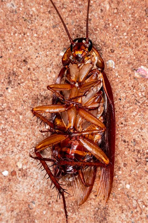 Premium Photo | Closeup photo of a cockroach (periplaneta americana