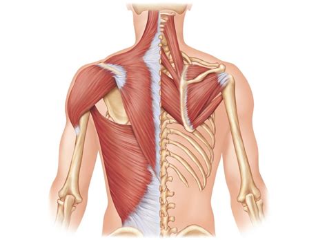 Posterior Muscles Diagram | Quizlet