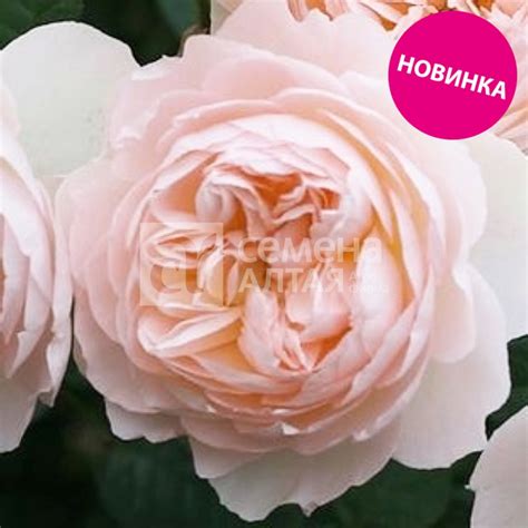 Роза Ганимеда/Сем Алт/1шт. в коробке (Артикул. 806311892)