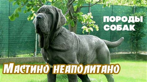 Породы собак. Мастино неаполитано - YouTube
