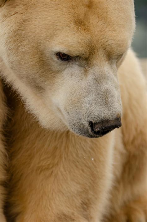 polar bear face 4