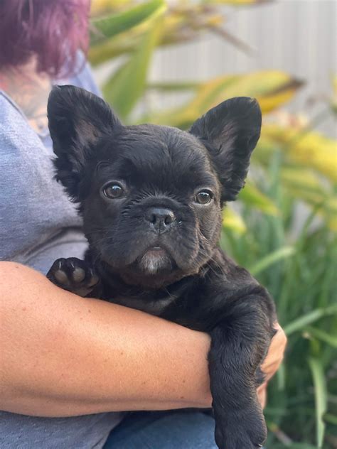 French Bulldog - Burpengary - PetsForHomes