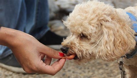 What Should I Feed My Dog to Regain Health | DogExpress