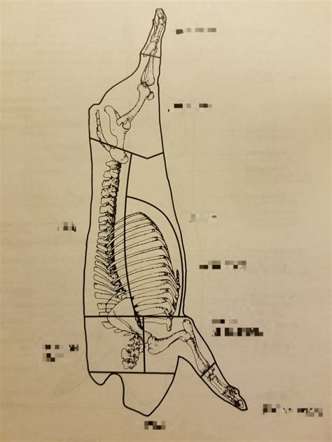 Lab Final: Pork Wholesale Cuts Chart Diagram | Quizlet
