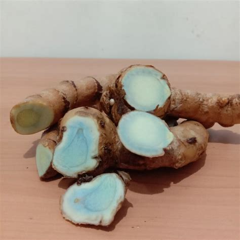 Jual TEMU HITAM , K HITAM / Temu Ireng / Curcuma aeruginosa | Shopee ...