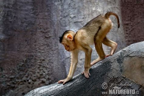 Macaca nemestrina Pictures, Pigtail Macaque Images, Nature Wildlife ...