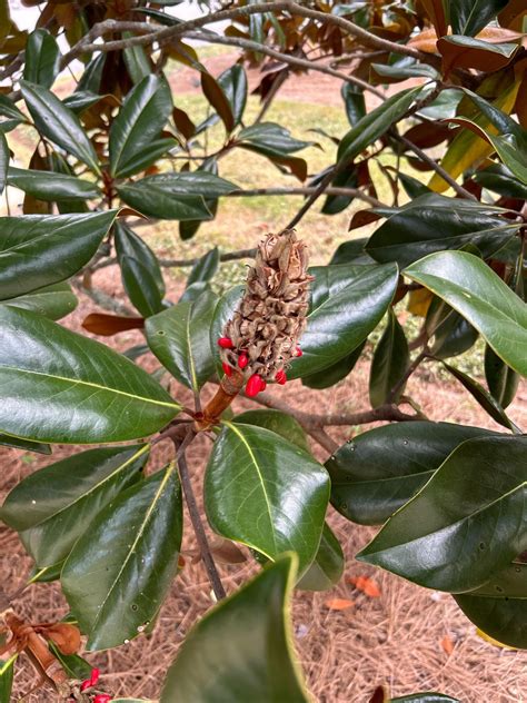 Magnolia Seed Harvest & Planting : r/arborists