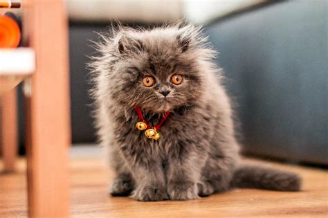 Кошка пушистая (39 лучших фото)