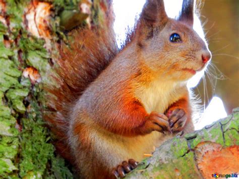 squirrel Download free picture №17034