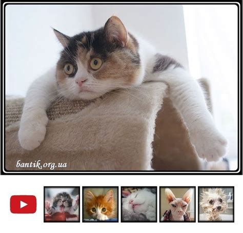 Смешные кошечки и забавные коты фото | cats grooming | Pinterest 1 коты ...