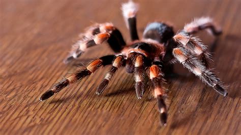Download Animal Tarantula HD Wallpaper